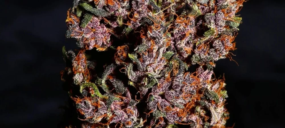 Storia, Gusto ed Effetti della Varietà di Erba Gary Payton! Gary Payton Strain Cannabis Seeds