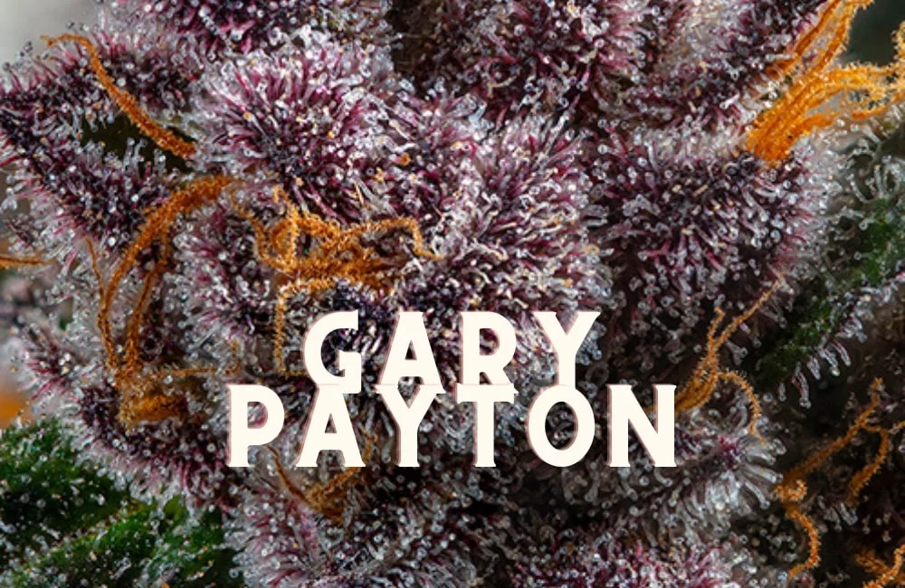 Storia, Gusto ed Effetti della Varietà di Erba Gary Payton! Gary Payton Taste Story Price Seeds