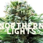 Northern Lights Taste Story Price Seeds