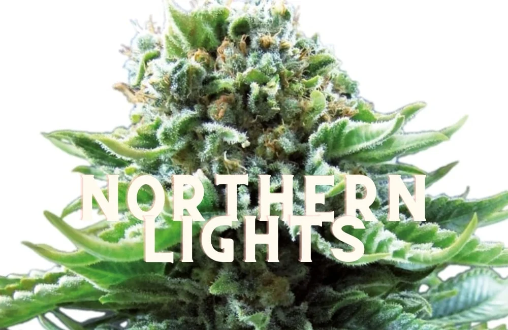 Northern Lights Taste Story Price Seeds