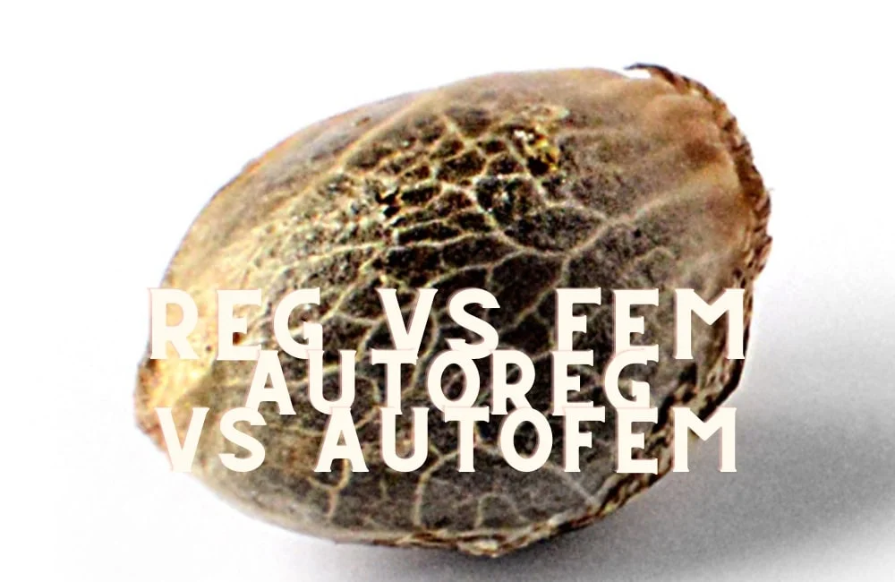 Regular Vs Feminized Vs Autoregular Vs Autofeminized Cannabis Marijuana