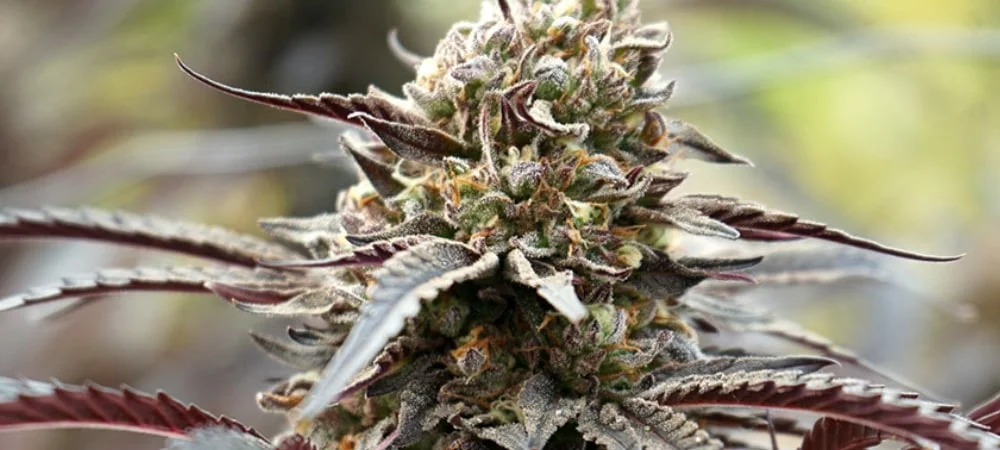White Truffle: Story of a Record Cannabis Strain! White Truffle Strain Cannabis Seeds (1)