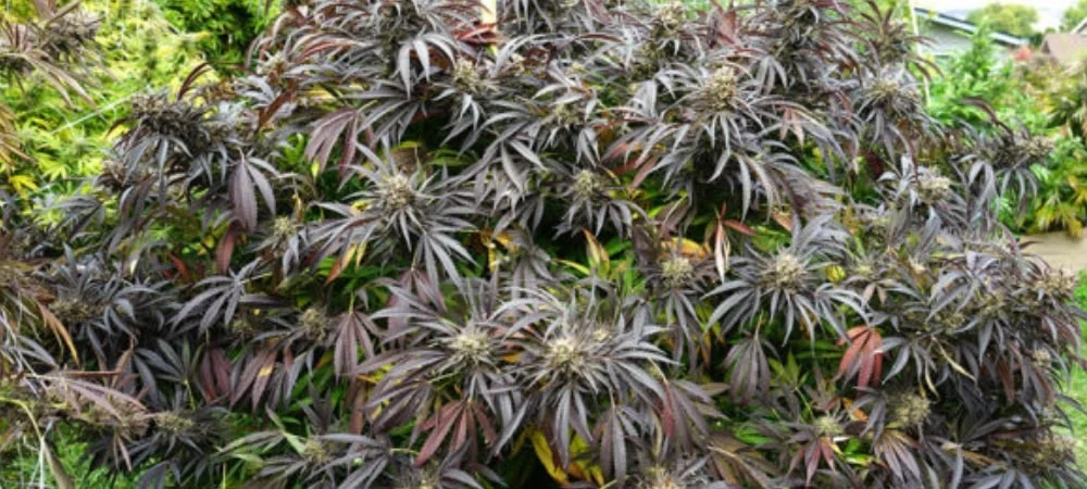 White Truffle: Story of a Record Cannabis Strain! White Truffle Strain Cannabis Seeds