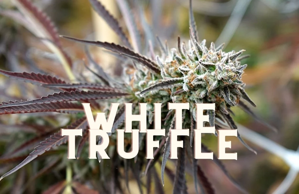 White Truffle: Story of a Record Cannabis Strain! White Truffle Taste Story Price Seeds