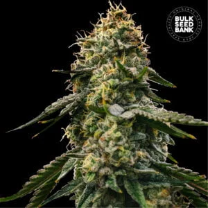 Bulk Seedbank Runtz Gluntz Auto Feminized Cannabis Seeds Annibale Seedshop