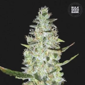 Bulk Seedbank Special Skunk Auto Feminized Cannabis Seeds Annibale Seedshop