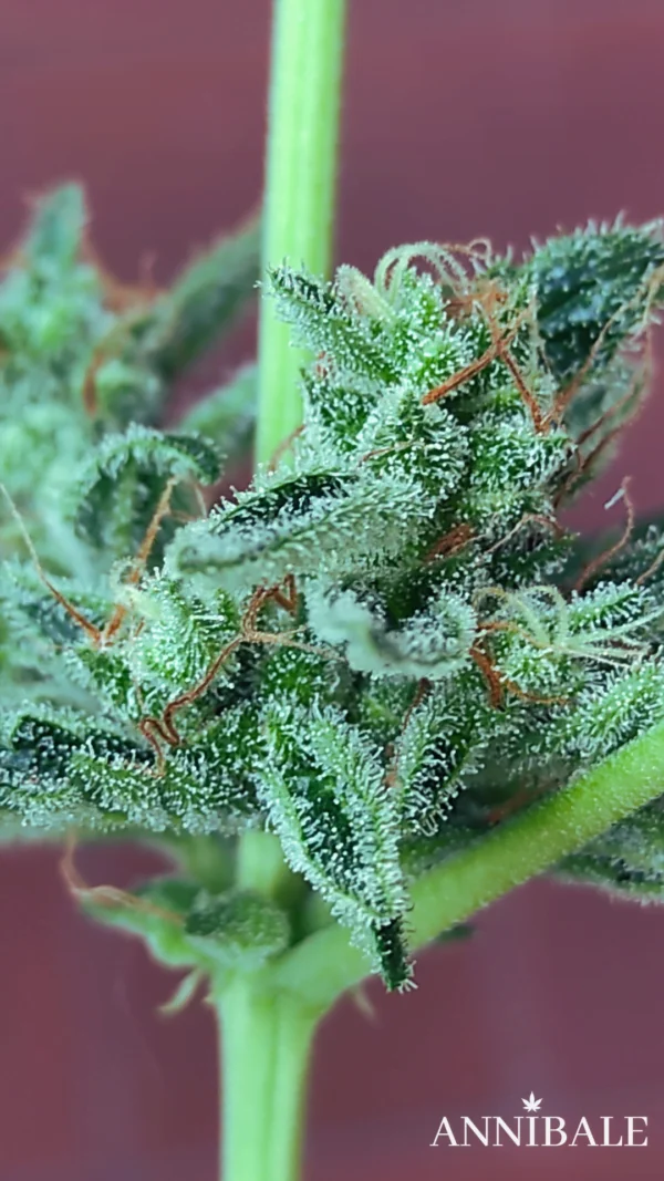 Mix Autoflower Regular 2# - Annibale Genetics - Image 8