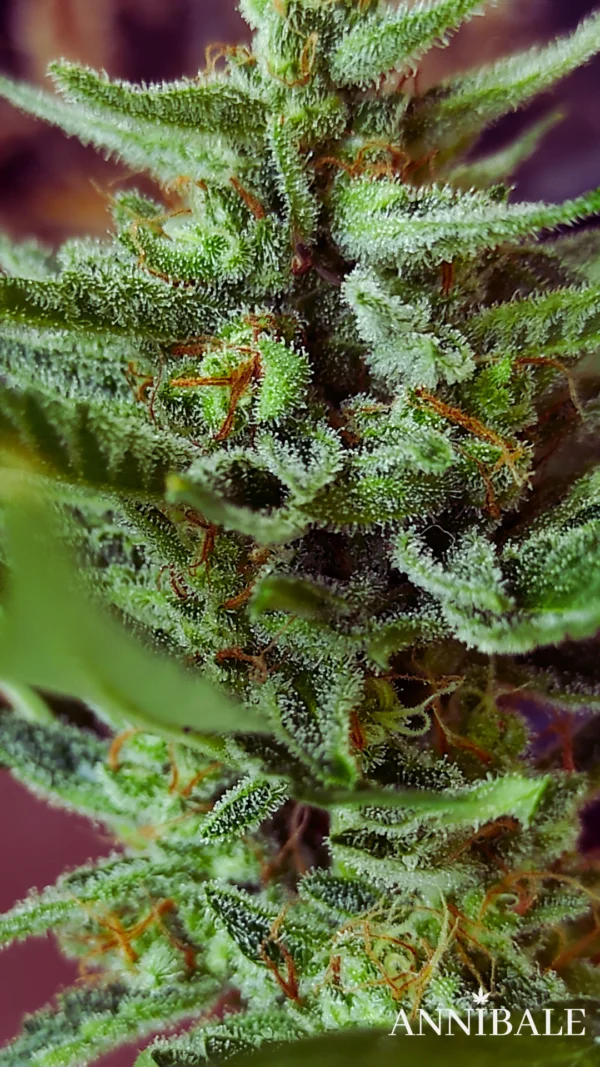 Mix Autoflower Regular 2# - Annibale Genetics - Image 9