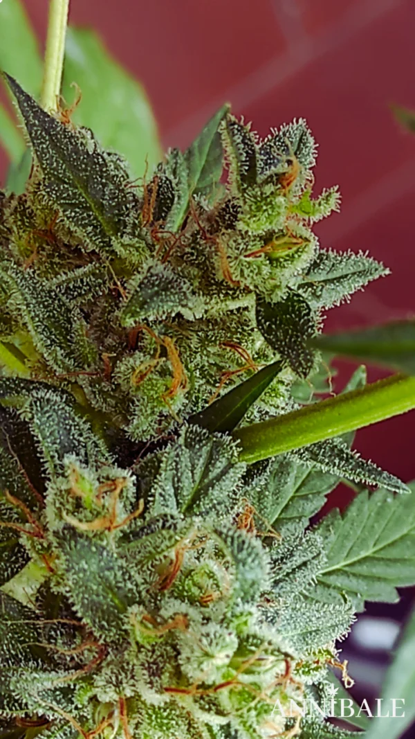 Mix Autoflower Regular 2# - Annibale Genetics - Image 10