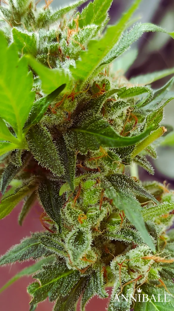 Mix Autoflower Regular 2# - Annibale Genetics - Image 11