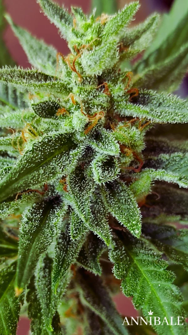 Mix Autoflower Regular 2# - Annibale Genetics - Image 7