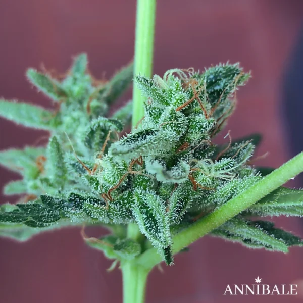 Mix Autoflower Regular 2# - Annibale Genetics - Image 5