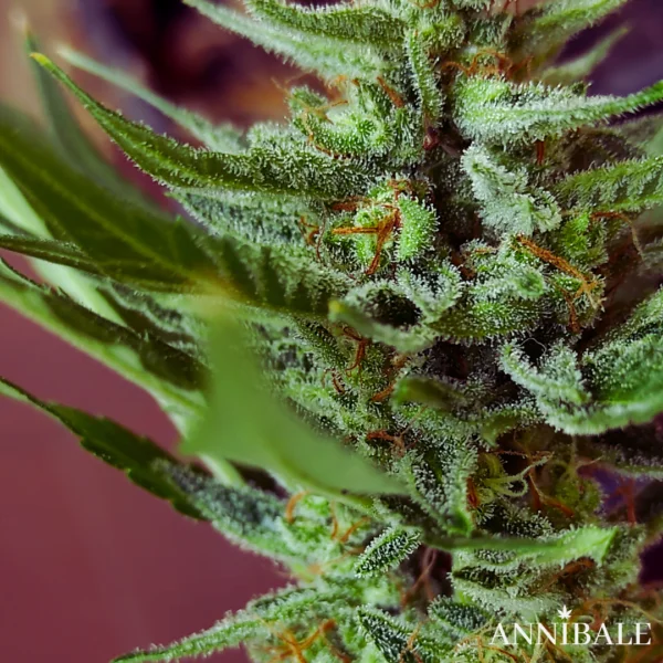 Mix Autoflower Regular 2# - Annibale Genetics - Image 4