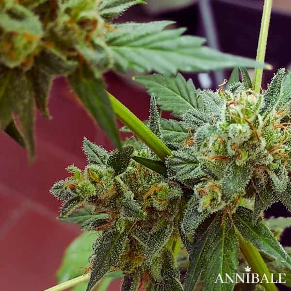 Mix Autoflower Regular 2# - Annibale Genetics - Image 3
