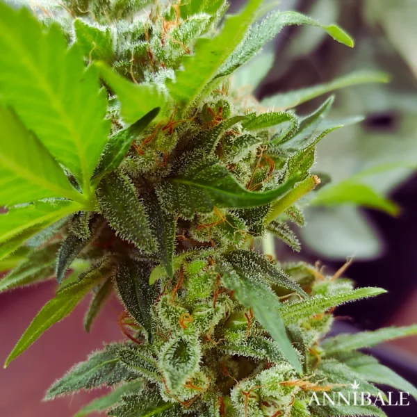 Mix Autoflower Regular 2# - Annibale Genetics - Image 2