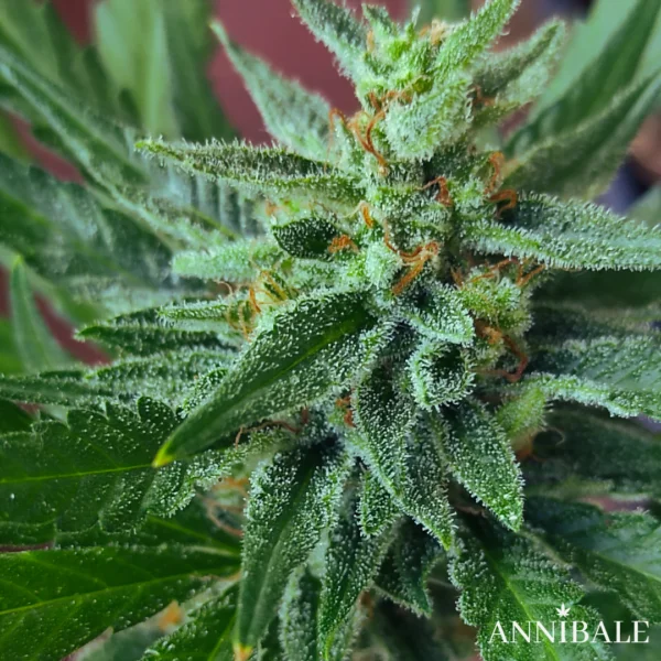 Mix Autoflower Regular 2# - Annibale Genetics - Image 6
