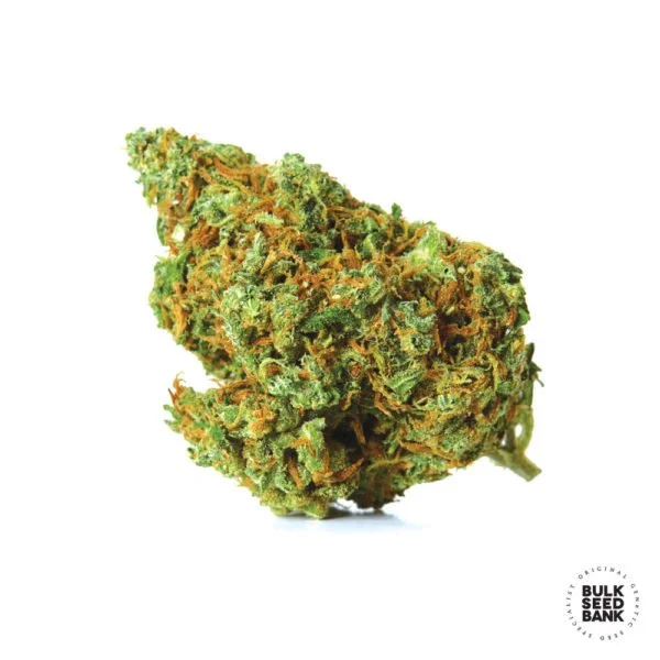 Bulk Seedbank Moby Big Feminized Cannabis Seeds Annibale Seedshop 1