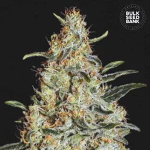 Bulk Seedbank New's Haze Feminized Cannabis Seeds Annibale Seedshop