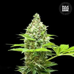 Bulk Seedbank Sherbet Power Feminized Cannabis Seeds Annibale Seedshop