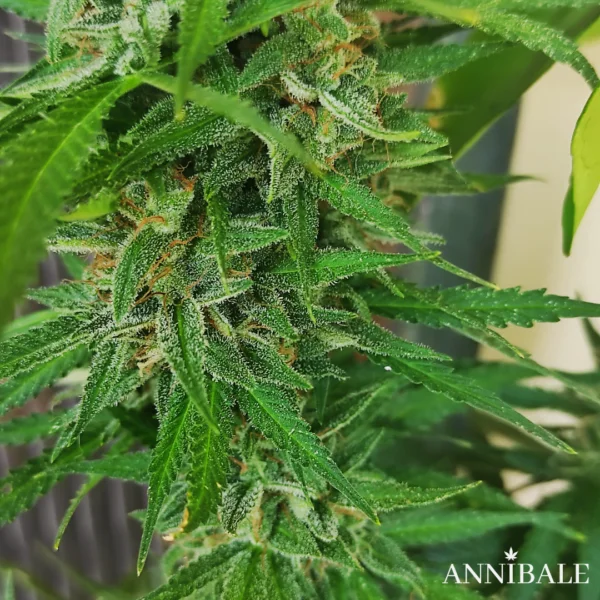 Juicy Waterfall F1 Annibale Genetics