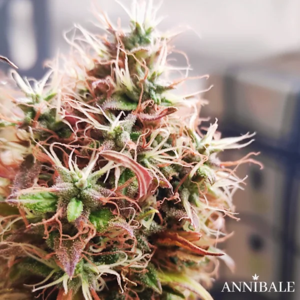 Outdoor Mix #1 Annibale Genetics