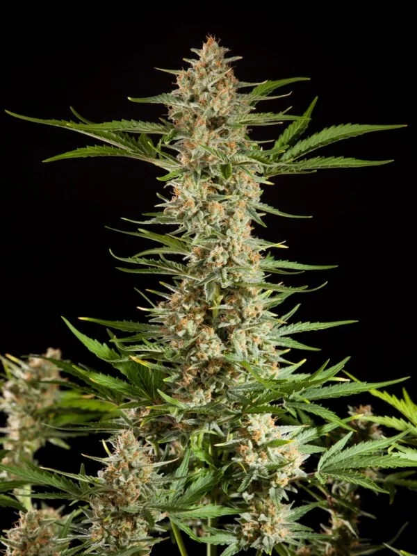 Philosopher Seeds Fraggle Skunk Auto Feminized Cannabis Seeds Annibale Seedshop