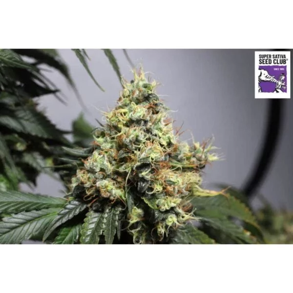 Bruce Lemon Diesel Auto - Super Sativa Seed Club - immagine 4