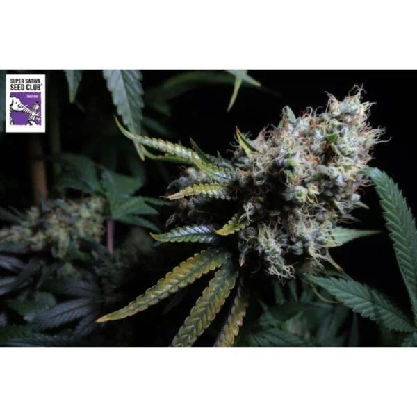 Bruce Lemon Diesel Auto - Super Sativa Seed Club - immagine 3