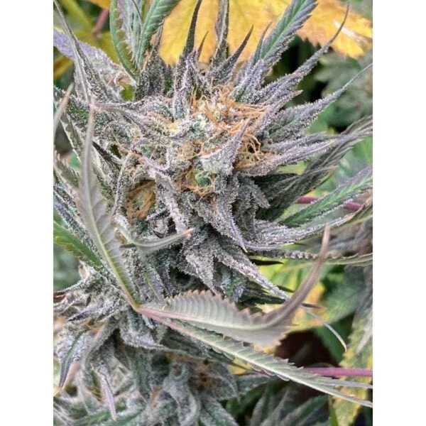 Bruce Lemon Diesel Auto - Super Sativa Seed Club - immagine 2