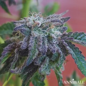 Afghan Rose Tea Regular Annibale Genetics (3)