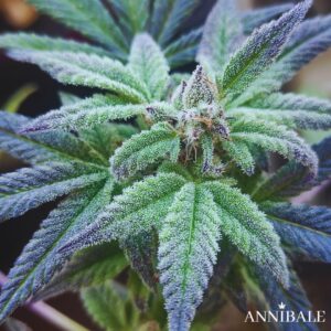 Blue Haze Regular Annibale Genetics (3)