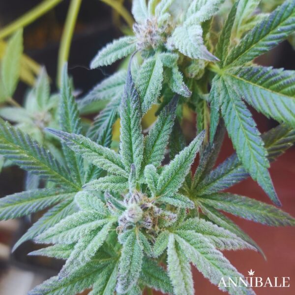 Blue Haze Regular Annibale Genetics (5)