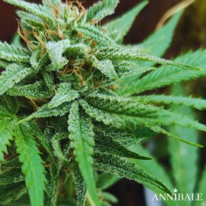 Davide's Amnesia Regular Annibale Genetics