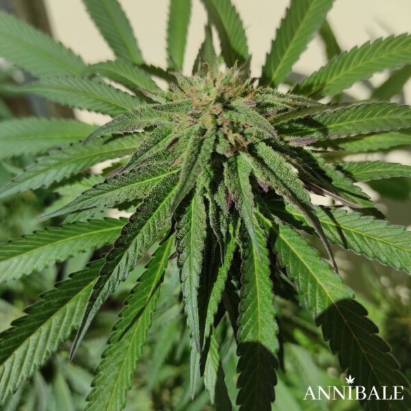 Davide's Amnesia Regular Annibale Genetics (5)