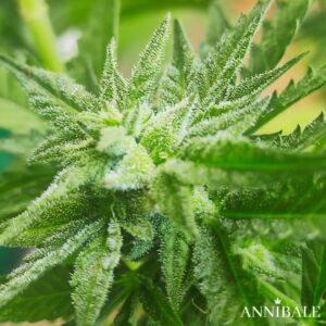 GG4 Auto Regular Annibale Genetics