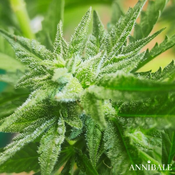 GG4 Auto Regular Annibale Genetics