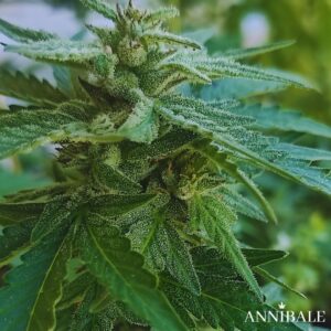 Moonwalker Auto Regular Annibale Genetics