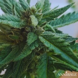 OGKZ Auto Regular Annibale Genetics