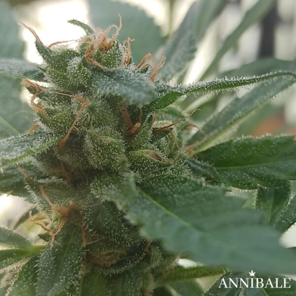 Poppa Doc Auto Regular Annibale Genetics