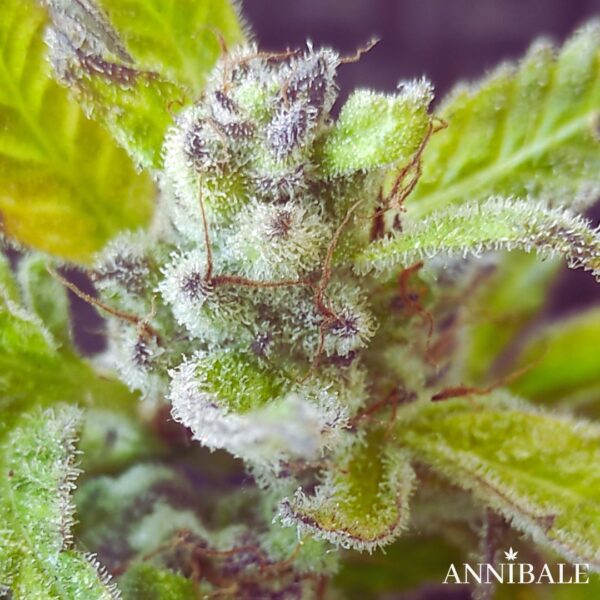 Strawberry Trichome Regular Annibale Genetics (3)