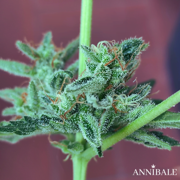 White Widow Autoregular Annibale Genetics 1