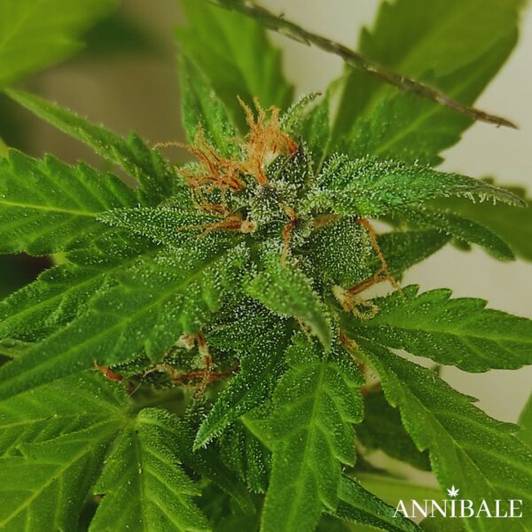 Polar Nl Auto Regular Annibale Genetics