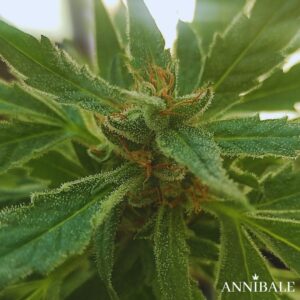 Polar nOrthern Lights Auto Regular Annibale Genetics