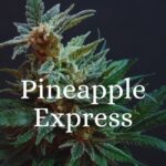 pineapple express strain cannabis