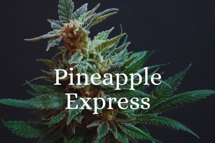 pineapple express strain cannabis