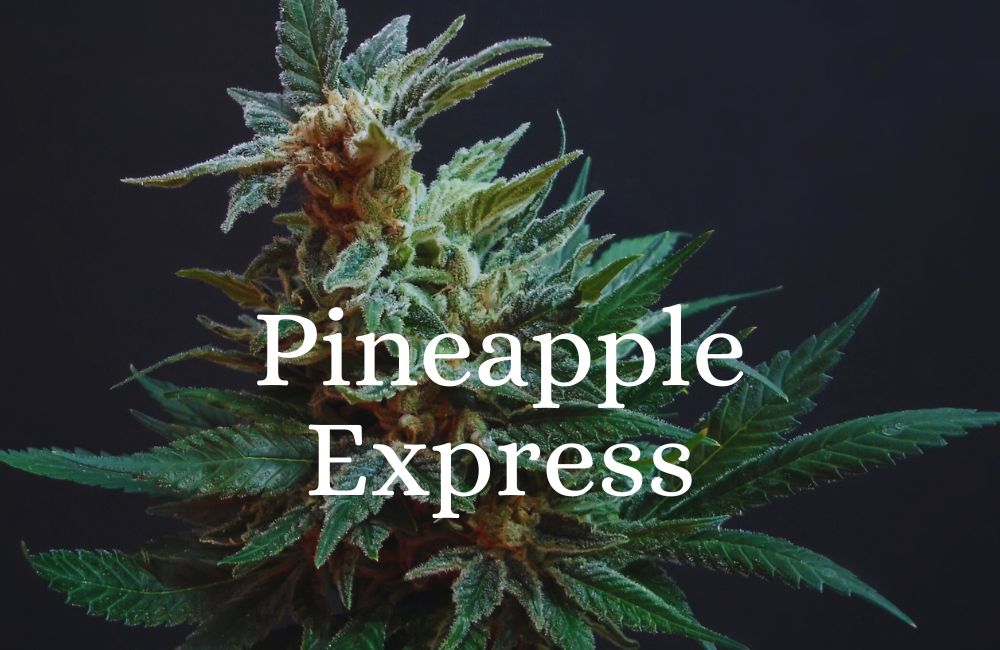 pineapple express strain cannabis
