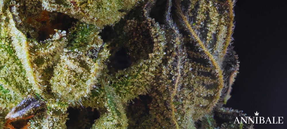 Pineapple Express Annibale Seedshop