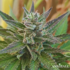 Pineapple Milkshake Autoreg Annibale Genetics