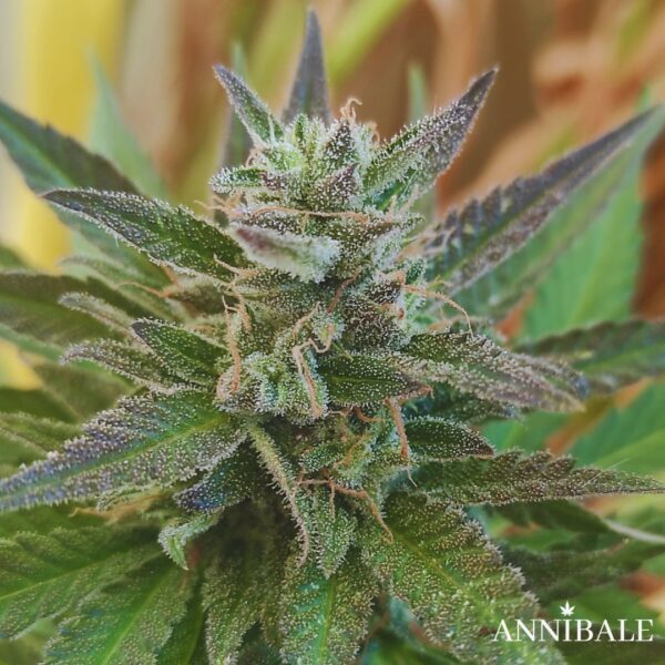 Pineapple Milkshake Autoreg Annibale Genetics