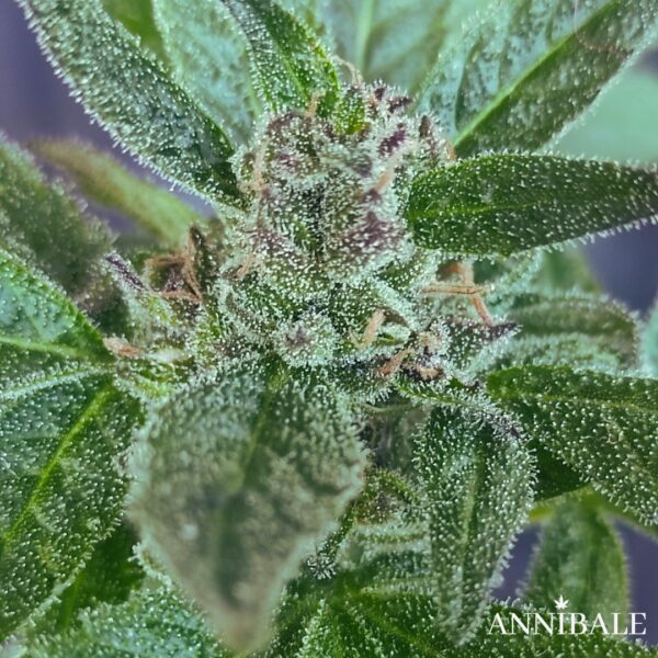 Terpenilla Autoreg Annibale Genetics (1)